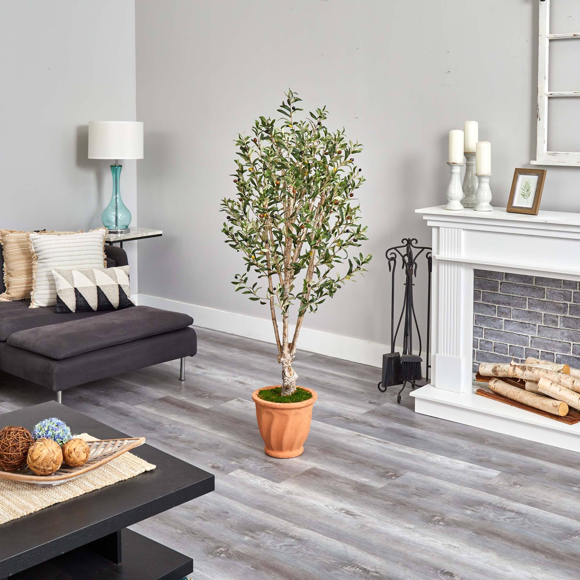 5ft. Olive Tree in Terracotta Planter